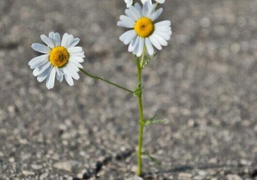 flower through crack